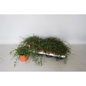 Muehlenbeckia Complexa Maori