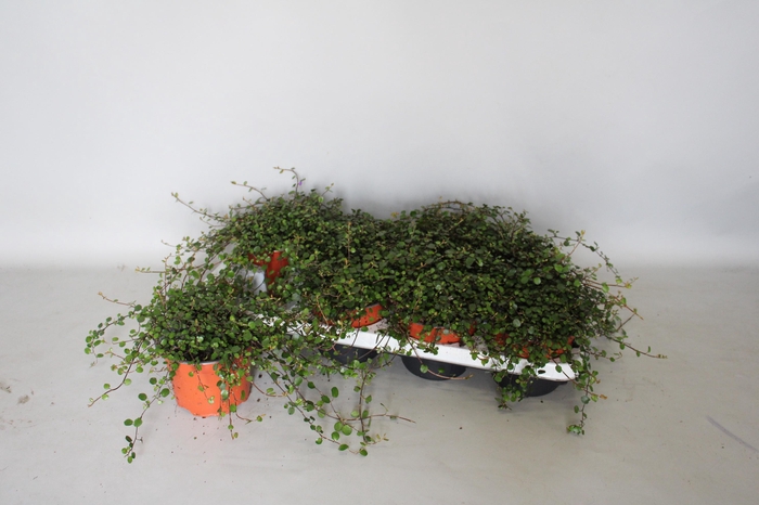 <h4>Muehlenbeckia Complexa Maori</h4>