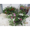 Hanging Baskets