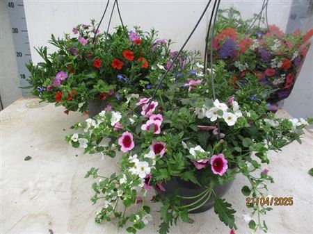 Hanging Baskets