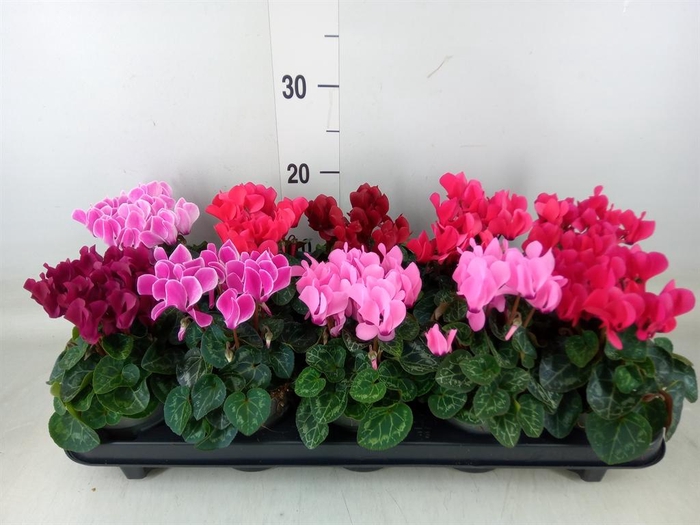 <h4>Cyclamen KL 'Verano'</h4>