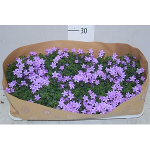 Campanula Port Lavender