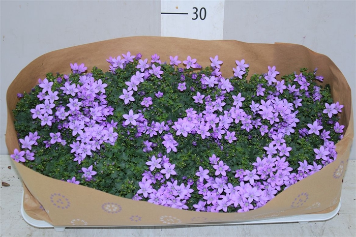<h4>Campanula Port Lavender</h4>