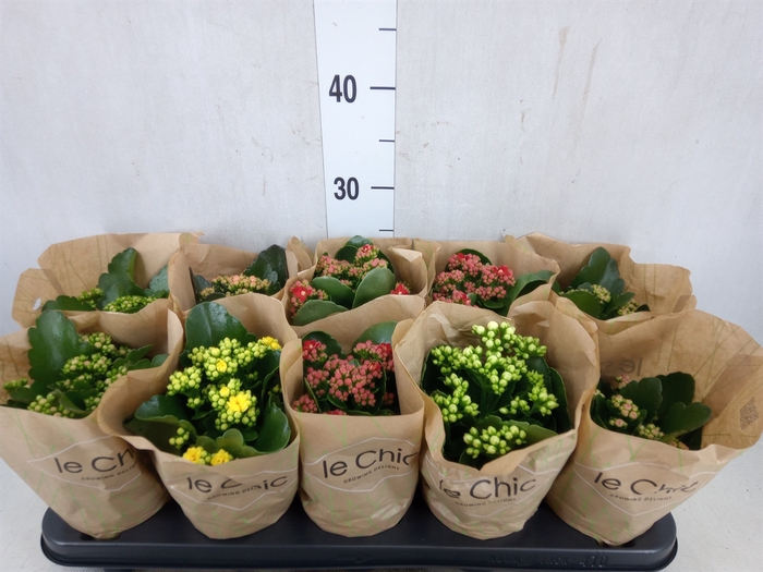 <h4>Kalanchoe blos.   ..rosebud mix  5</h4>