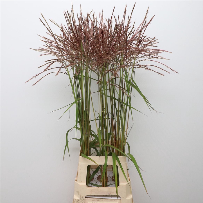 <h4>Miscanthus Campfire</h4>