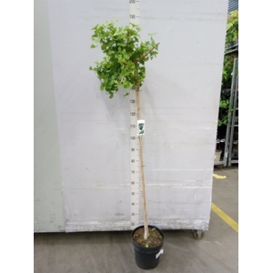 Ginkgo biloba   ...