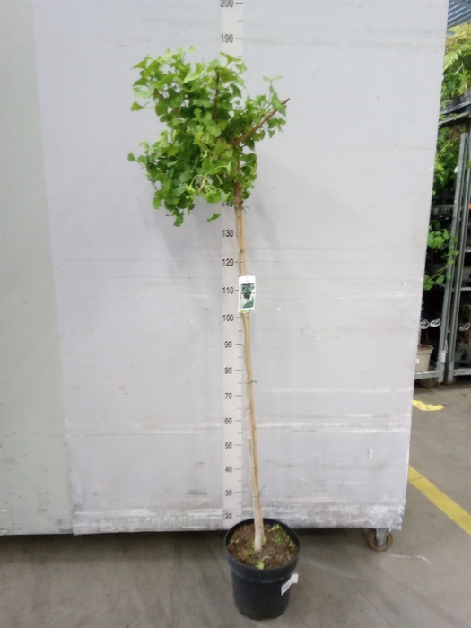 <h4>Ginkgo biloba   ...</h4>