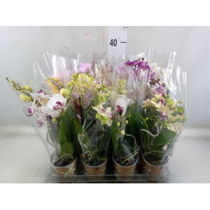 Phalaenopsis multi.   ...