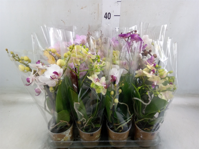<h4>Phalaenopsis multi.   ...</h4>