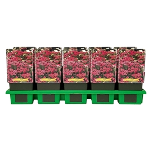 Achillea