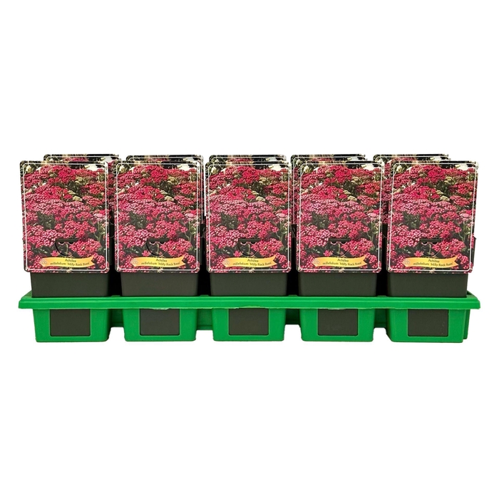 <h4>Achillea</h4>