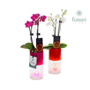 LEDhartlicht planter met Phalaenopsis