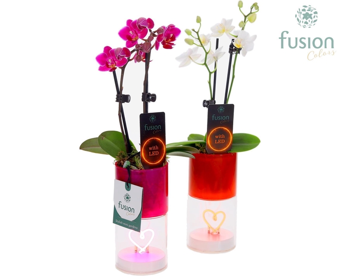 <h4>LEDhartlicht planter met Phalaenopsis</h4>