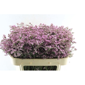 Lim Piuma Pink Touch