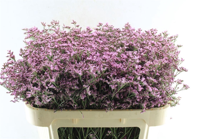 <h4>Lim Piuma Pink Touch</h4>