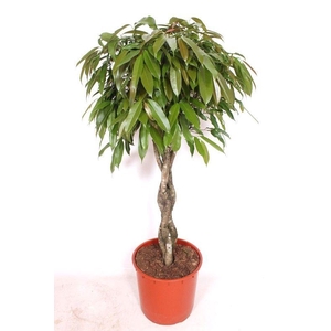 Ficus Amstel King