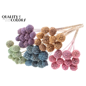 Atta Fruit on stem Bleached Mixed Colours Frosted