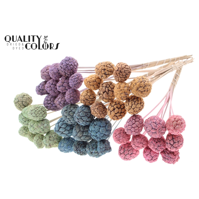 <h4>Atta Fruit on stem Bleached Mixed Colours Frosted</h4>