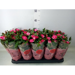 Rosa  'Tunesie Twin Colour Star'