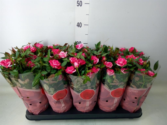 <h4>Rosa  'Tunesie Twin Colour Star'</h4>