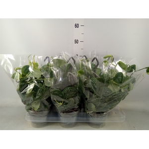 Scindapsus pictus 'Argyraeus'