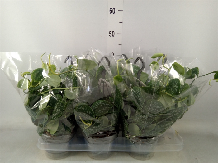 <h4>Scindapsus pictus 'Argyraeus'</h4>