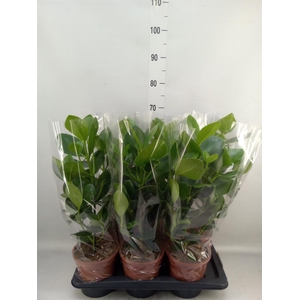 Clusia rosea 'Princess'