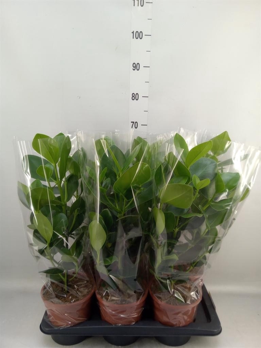<h4>Clusia rosea 'Princess'</h4>