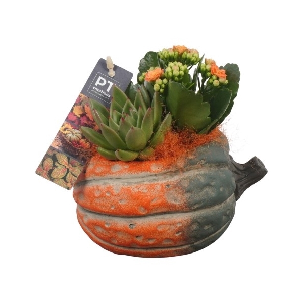 <h4>PTHI5485 Arrangement Herfst Indoor in beton pot</h4>