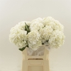 Hydrangea White