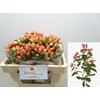 Hypericum Magical Royal Princess