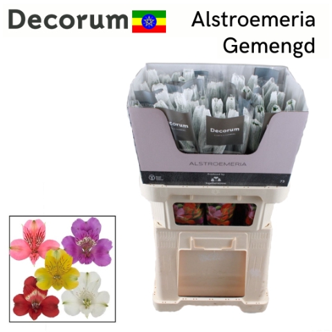 <h4>Alstr Gem In Fust</h4>