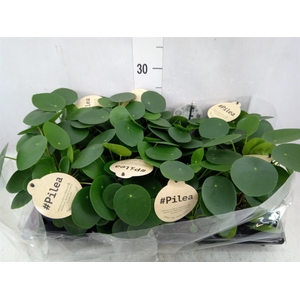 Pilea peperomoides