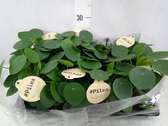 Pilea peperomoides