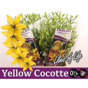Li Az Yellow Cocotte