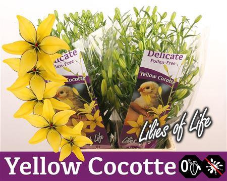 <h4>Li Az Yellow Cocotte</h4>