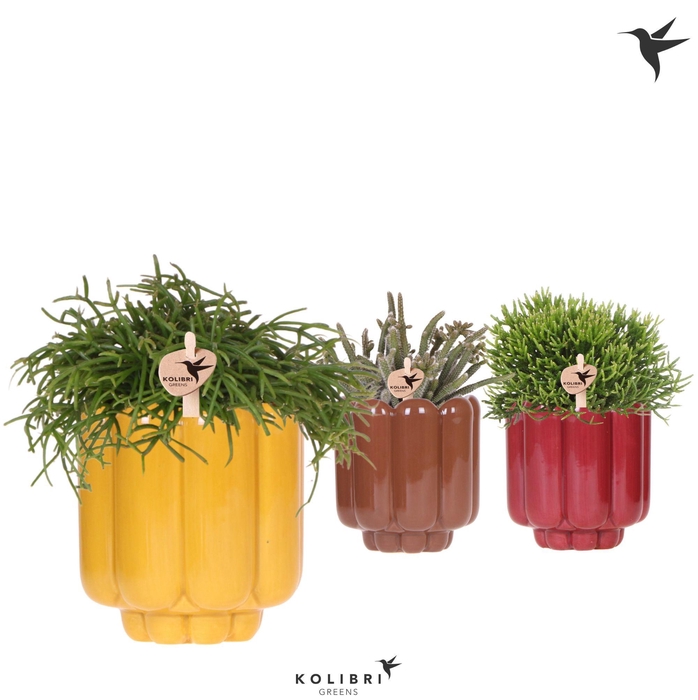 <h4>Kolibri Greens Rhipsalis mix in Retro pot yellow mix</h4>