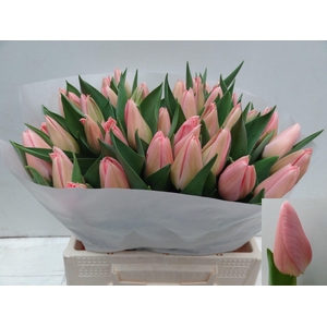 TU EN SALMON DESSERT