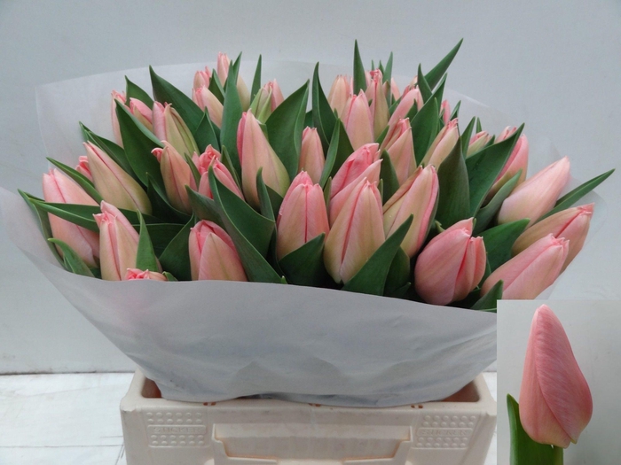 <h4>TU EN SALMON DESSERT</h4>