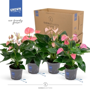 Anthurium - KARMA Pink Mix | 12cm