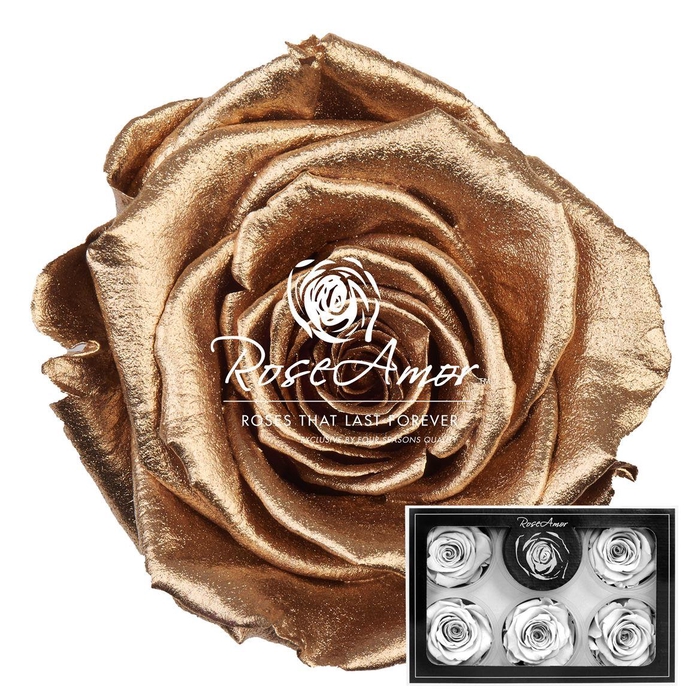 <h4>Xl Metallic Gold</h4>