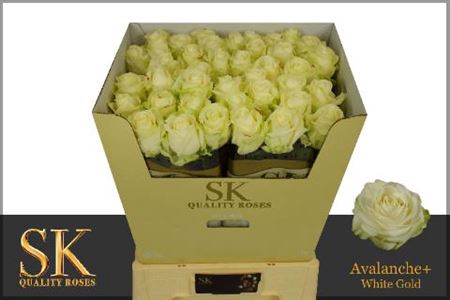 <h4>R GR AVALANCHE</h4>