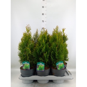 Thuja occid. 'Smaragd'