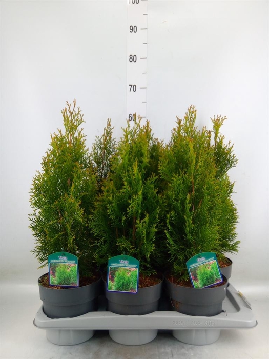 <h4>Thuja occid. 'Smaragd'</h4>