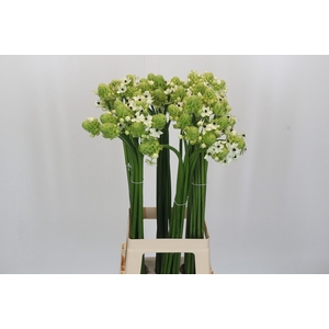 Ornithogalum Saundersiae
