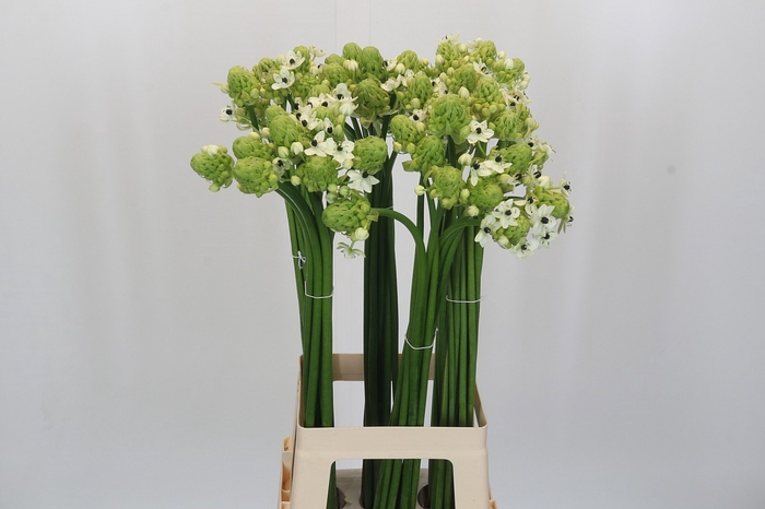 <h4>Ornithogalum Saundersiae</h4>