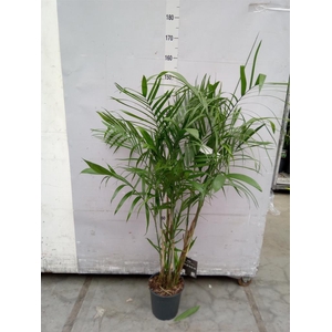 Chamaedorea seifrizii