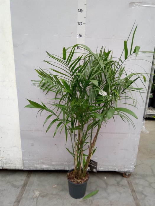<h4>Chamaedorea seifrizii</h4>