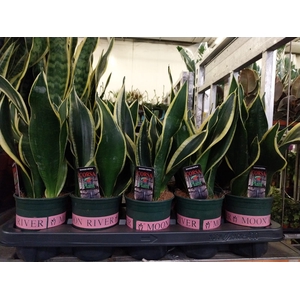 Sansevieria Black Gold