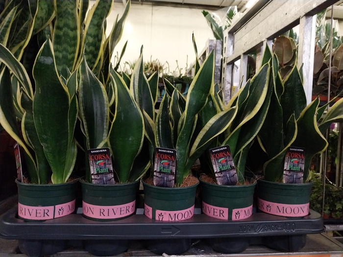 <h4>Sansevieria Black Gold</h4>